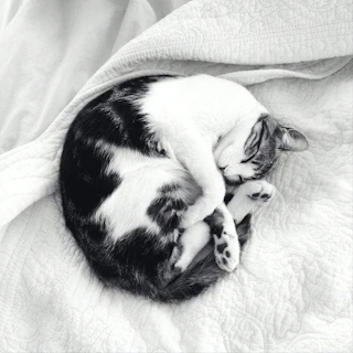 Korra curled up peacefully on a patchwork quilt, surrounded by scattered storybook pages.