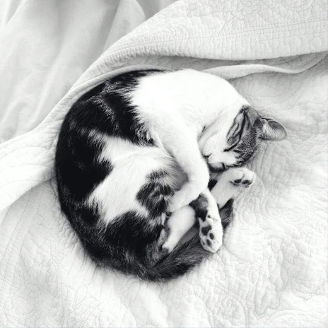 Korra curled up peacefully on a patchwork quilt, surrounded by scattered storybook pages.