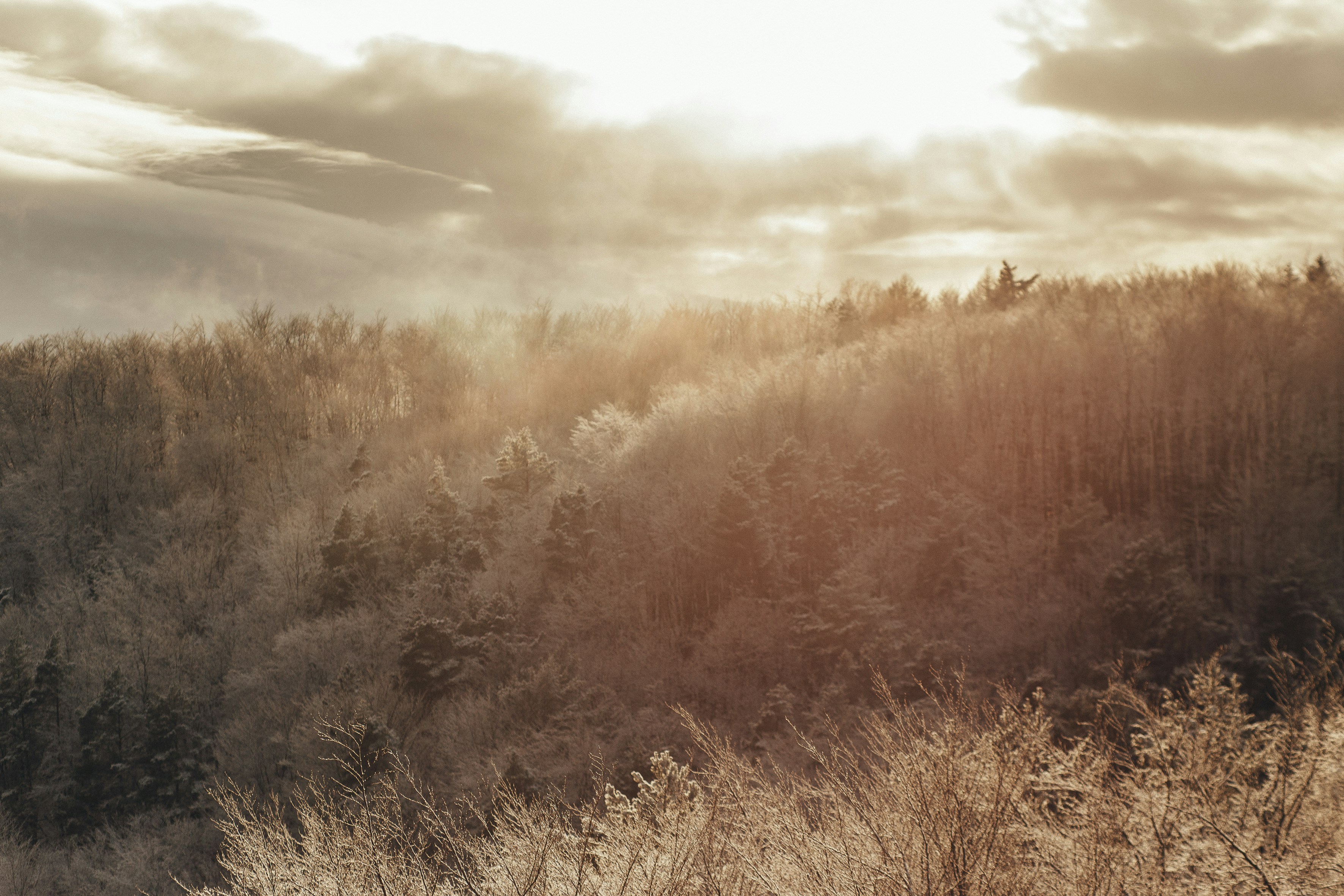 Whispered Winter Dreams