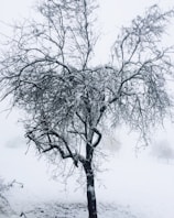a tree with snow on it