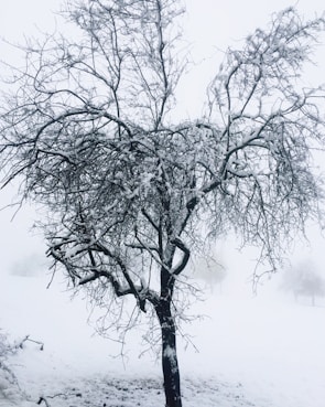 a tree with snow on it