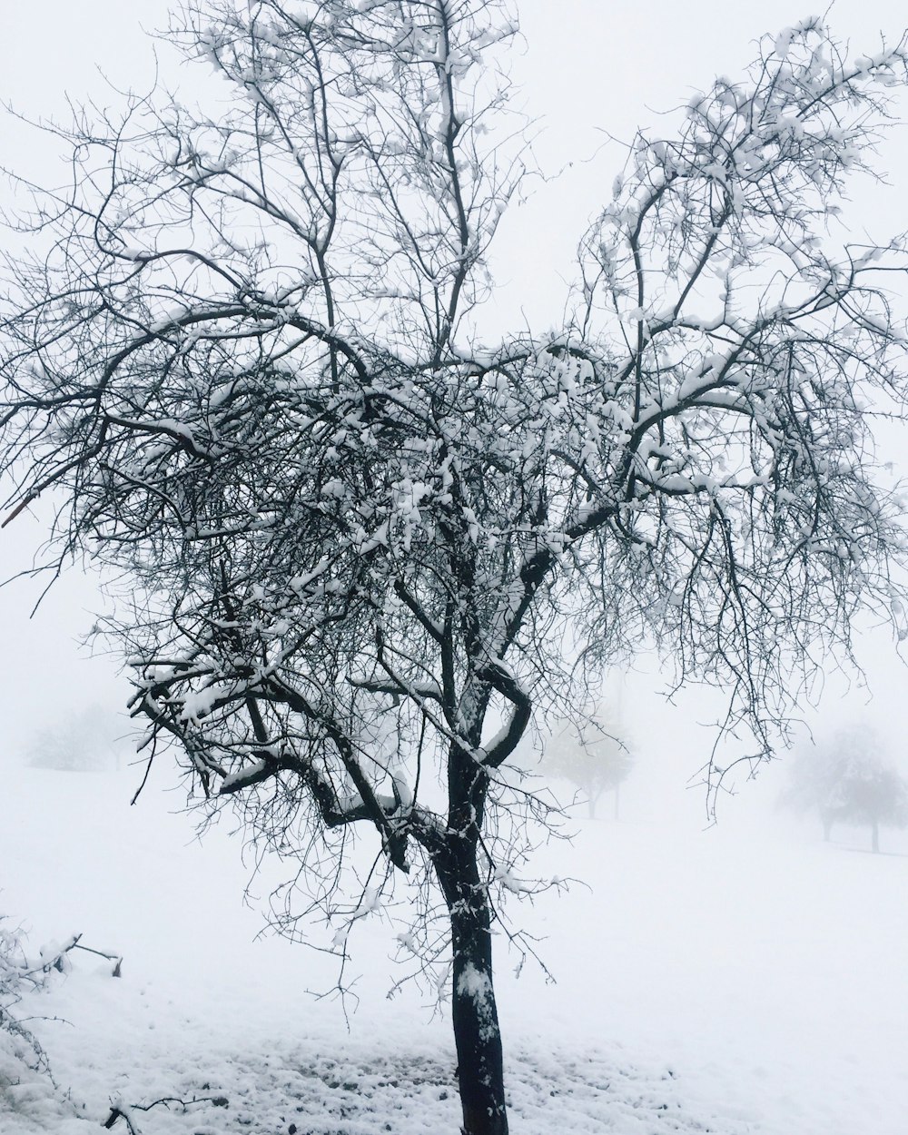 a tree with snow on it