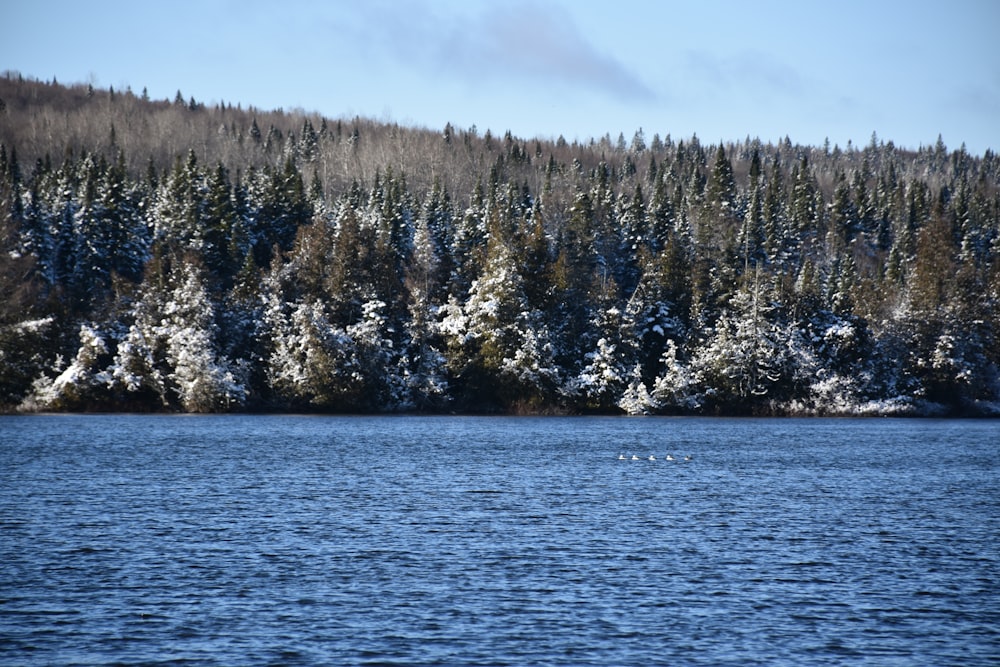 a body of water with trees in the back