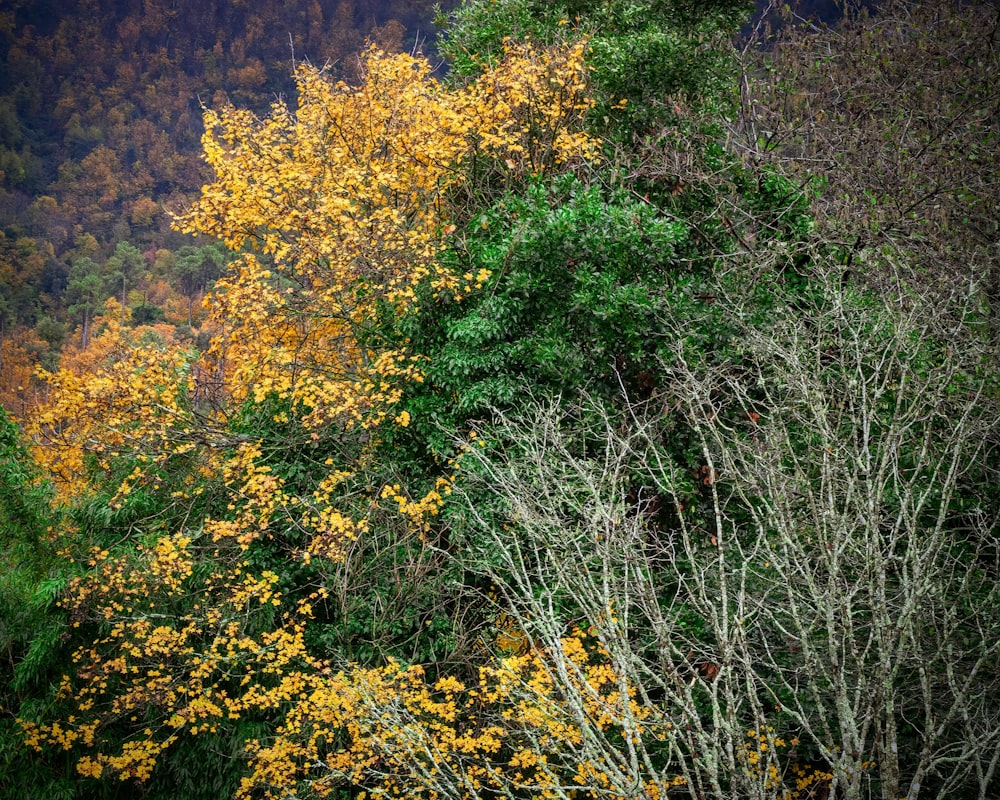 a group of trees with yellow flowers