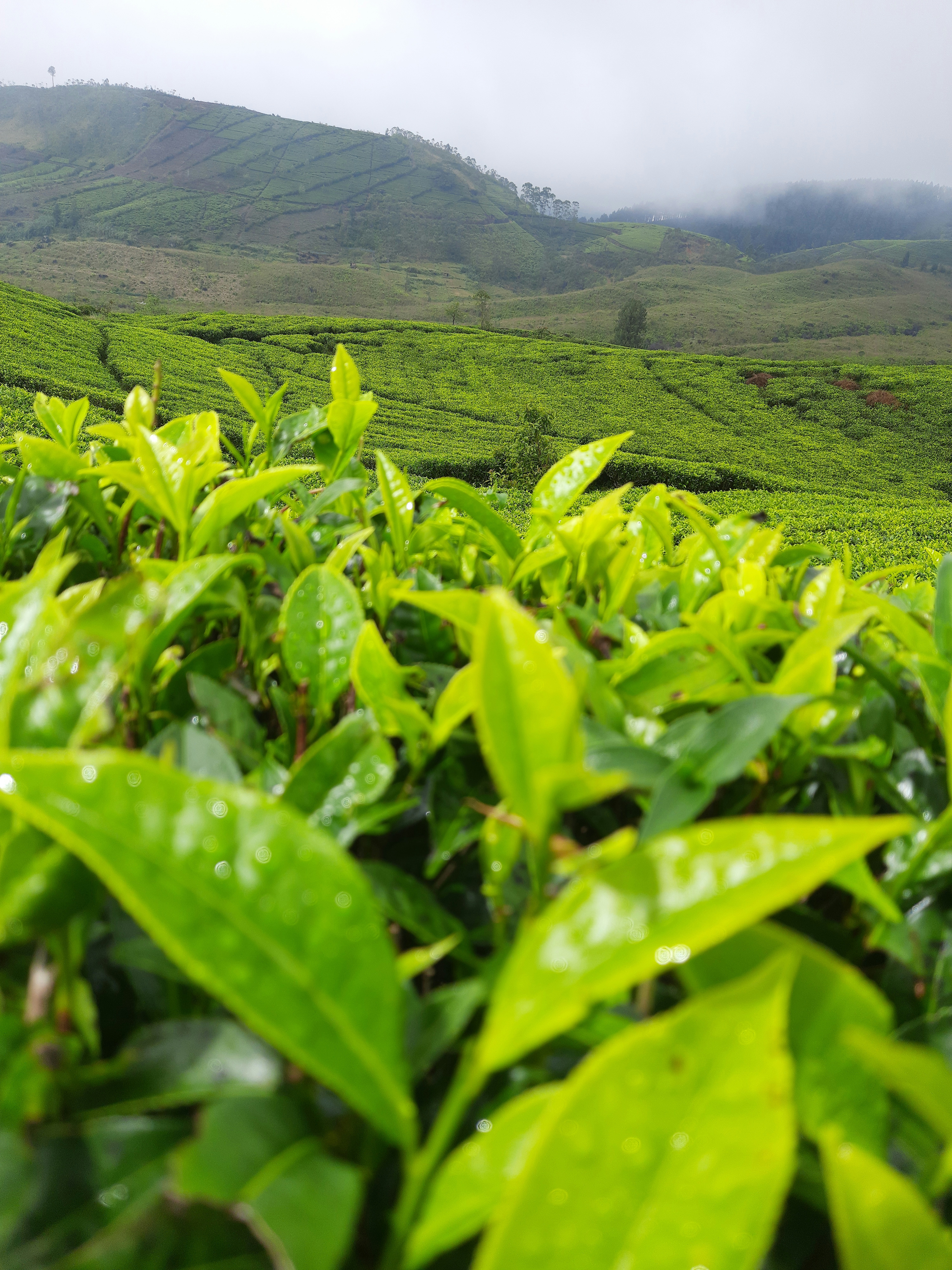 Premium Whole Leaf Teas