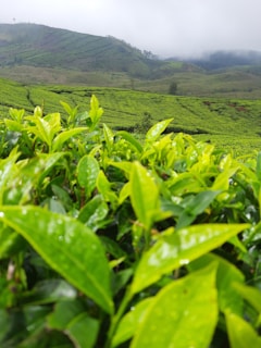 Lush green tea leaves bask in the foreground, shining with dew. Rolling hills stretch into the distance under a hazy, overcast sky, shrouded in mist. Rows of tea plants create patterns on the hillsides, suggesting cultivation.