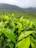 Lush green tea leaves bask in the foreground, shining with dew. Rolling hills stretch into the distance under a hazy, overcast sky, shrouded in mist. Rows of tea plants create patterns on the hillsides, suggesting cultivation.