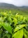Lush green tea leaves bask in the foreground, shining with dew. Rolling hills stretch into the distance under a hazy, overcast sky, shrouded in mist. Rows of tea plants create patterns on the hillsides, suggesting cultivation.