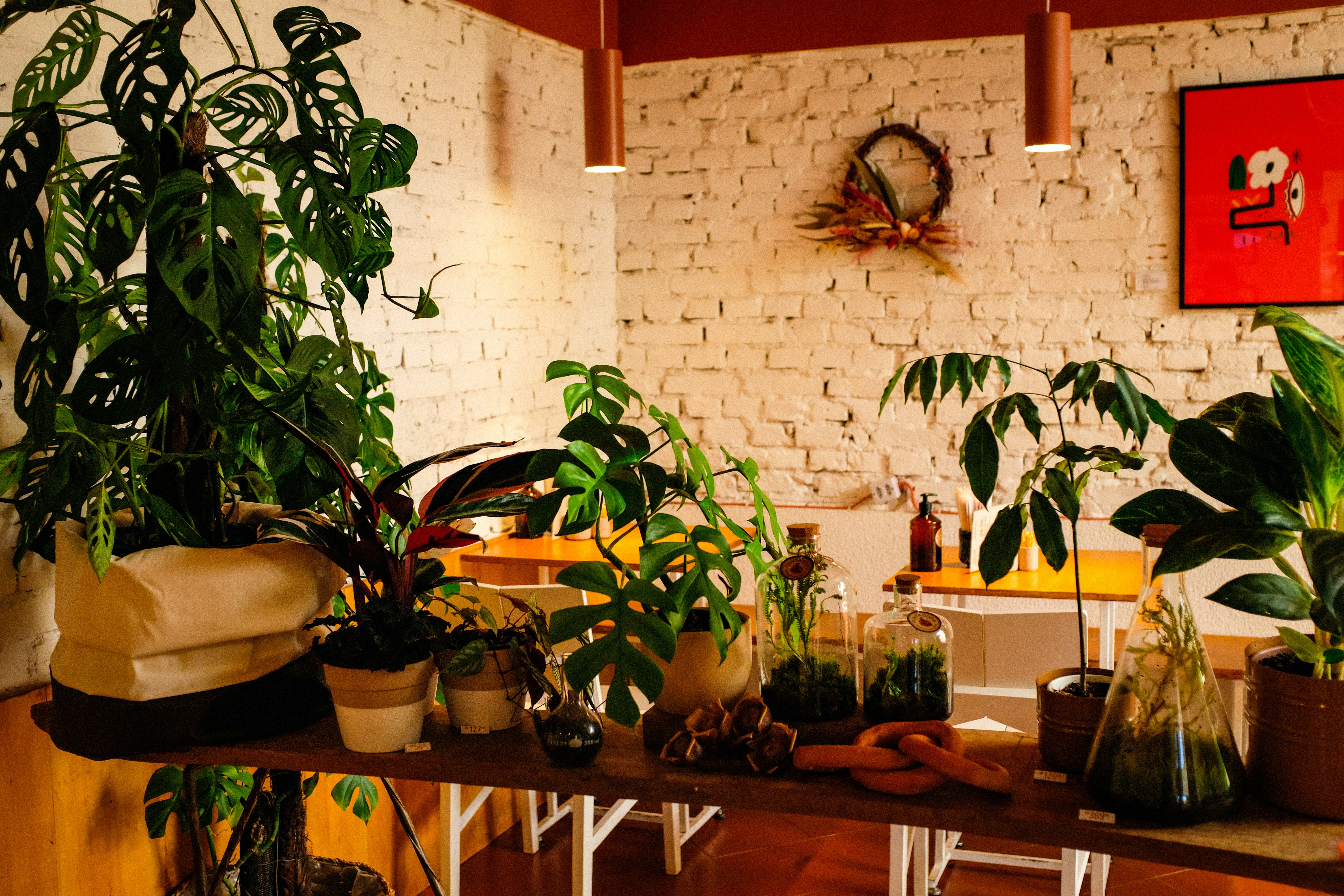 Group of potted plants on table