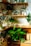 A cozy indoor corner with lush green plants on wooden shelves and terracotta pots.