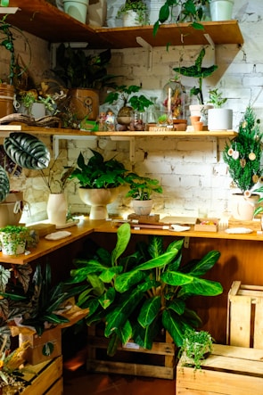 A cozy indoor corner featuring a variety of potted plants on wooden shelves.