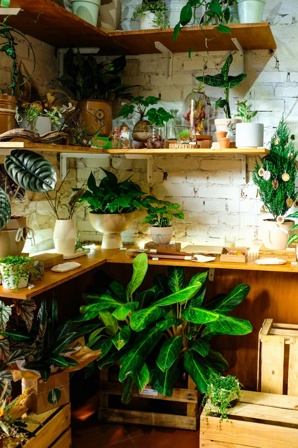 a room with many potted plants