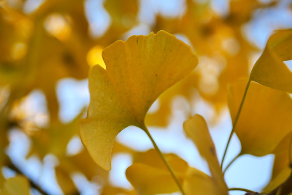 close up of yellow leaves
