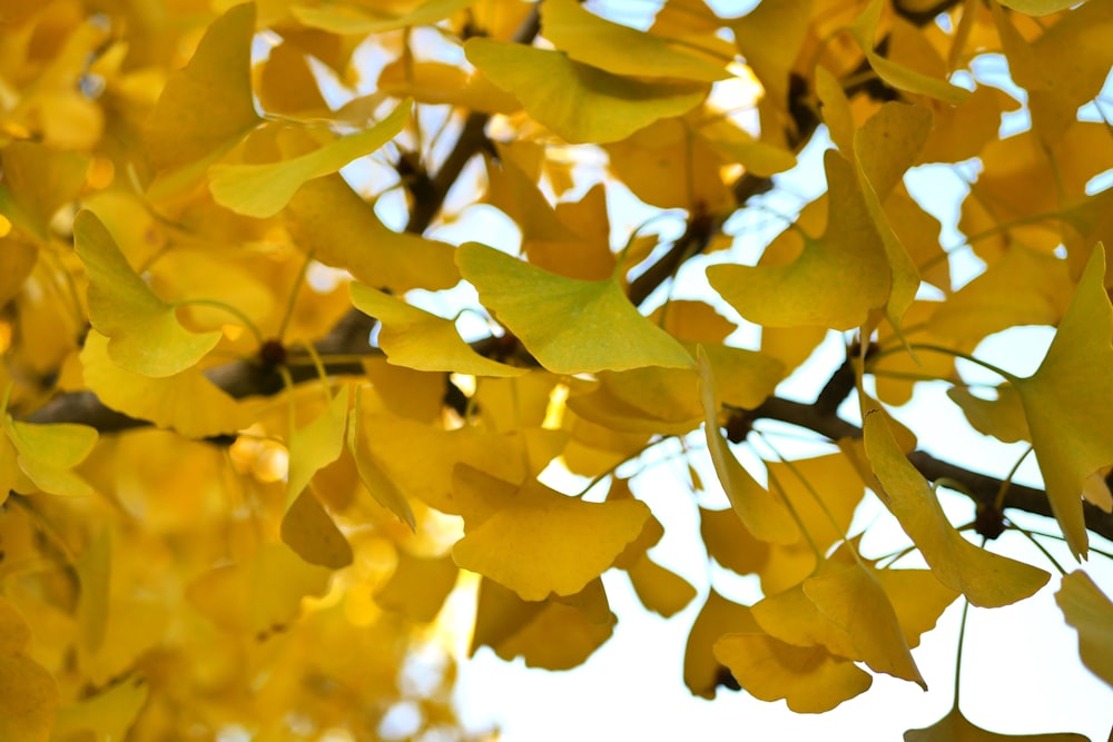 a close up of yellow leaves