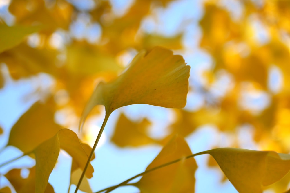 yellow leaves on a tree