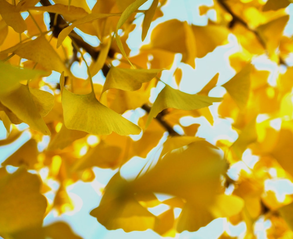 a close up of a tree branch