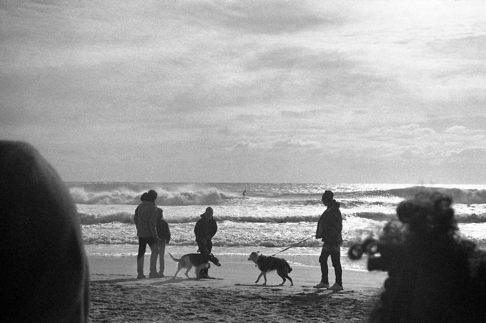 people with dogs on beach