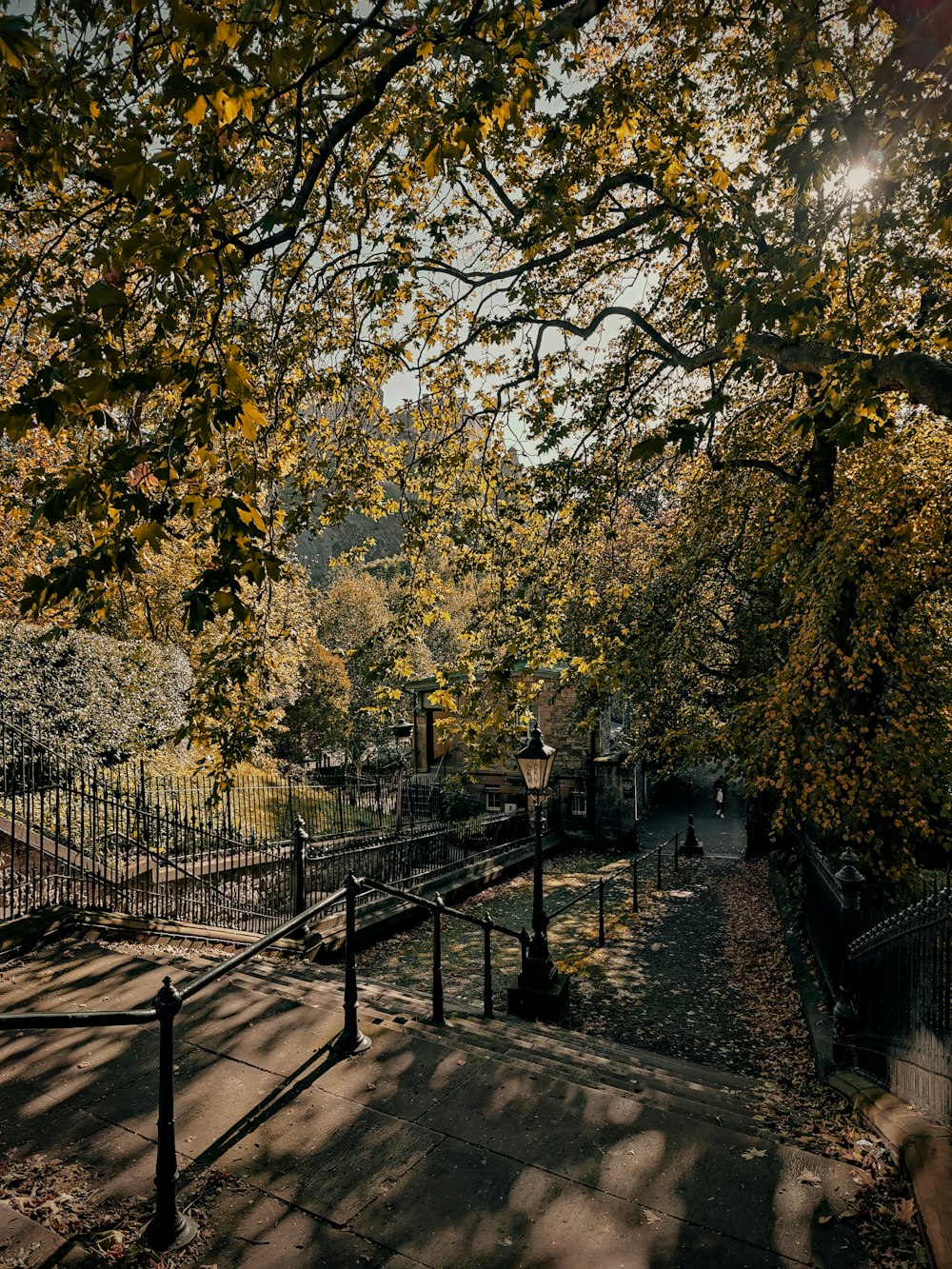 a path with trees on either side