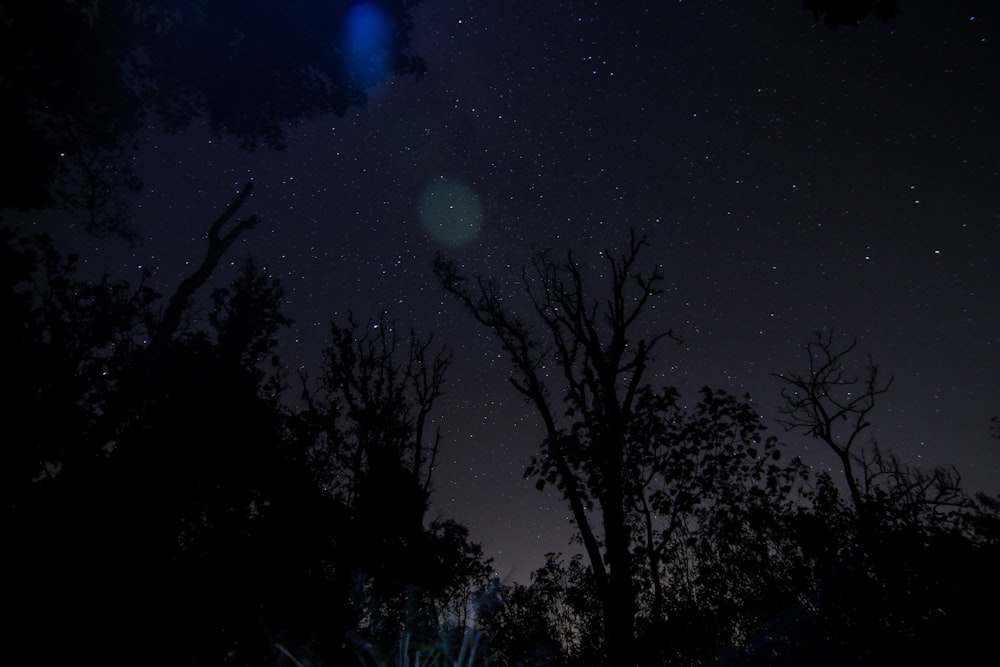 a group of trees and the moon