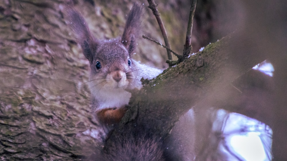 a squirrel in a tree