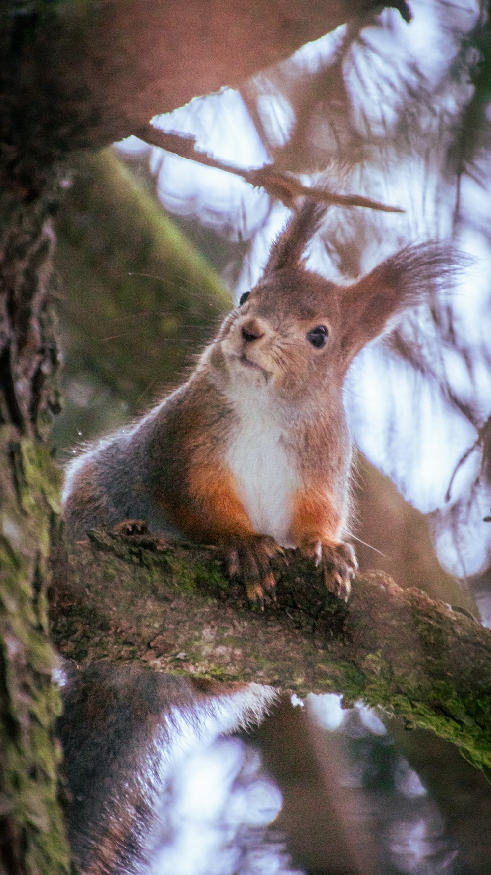 a brown and white squirrel on a tree branch