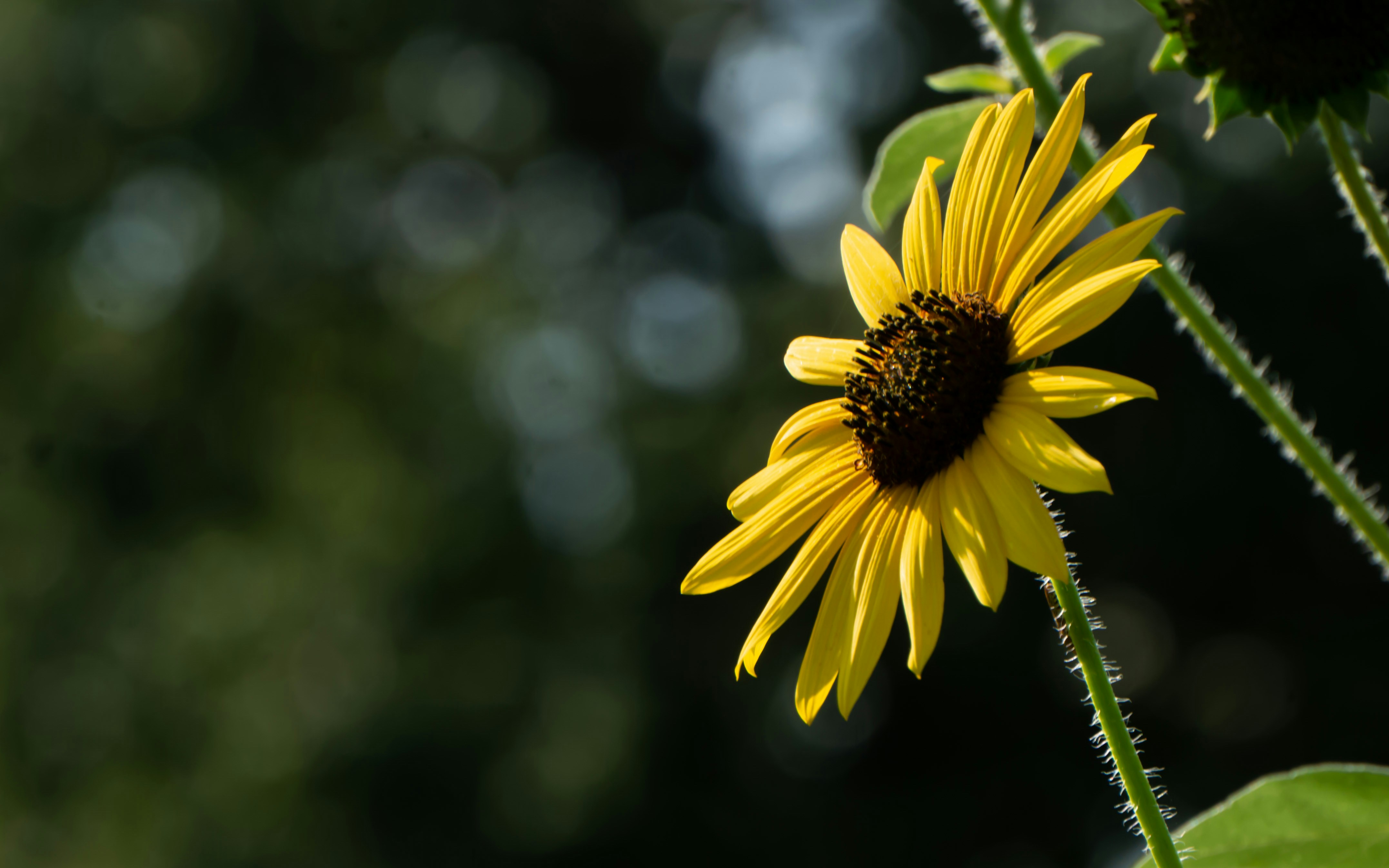 Photo by elenacadams