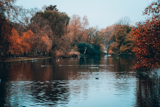 a body of water in autumn with trees around it
