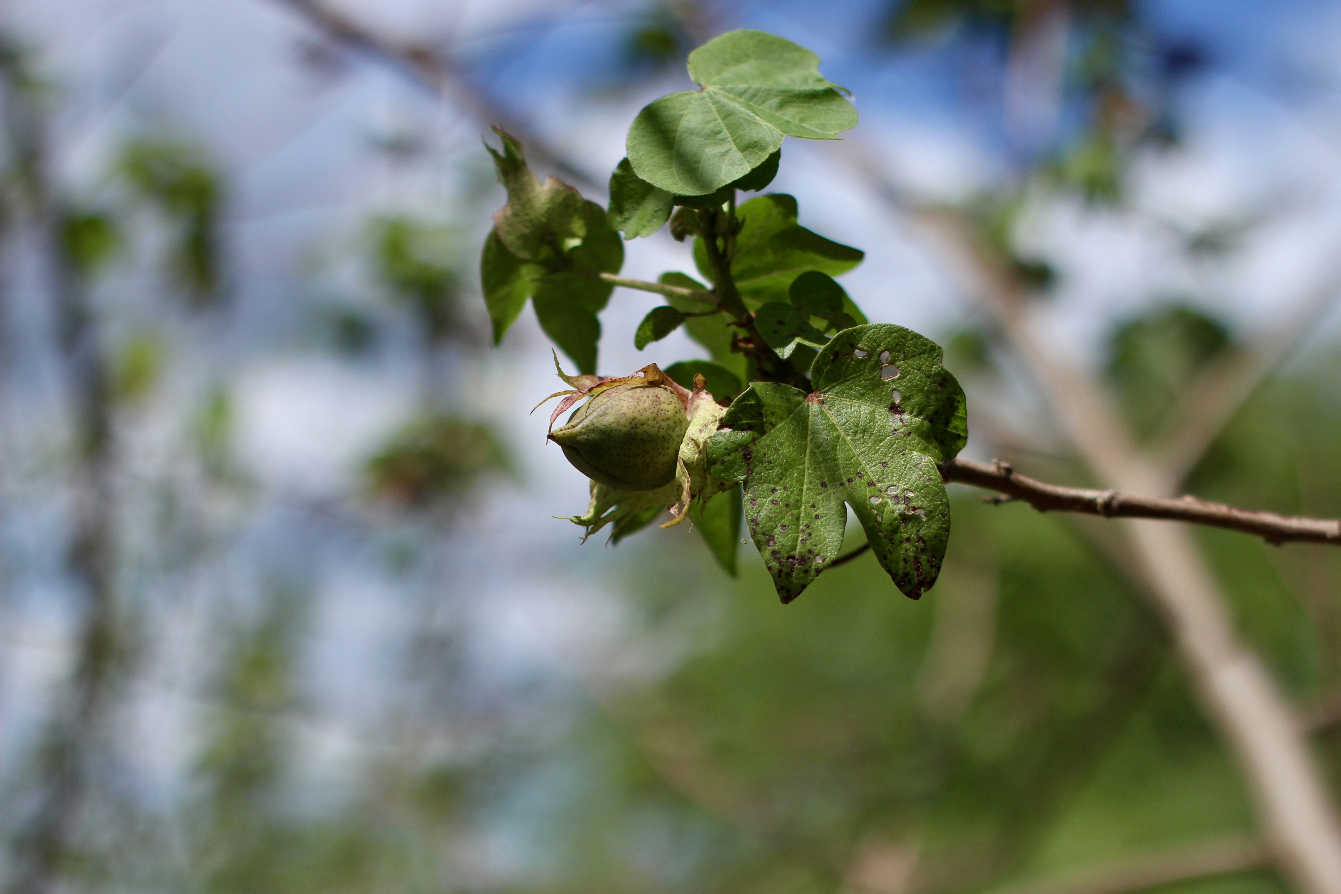 Photo by otaciliomaia