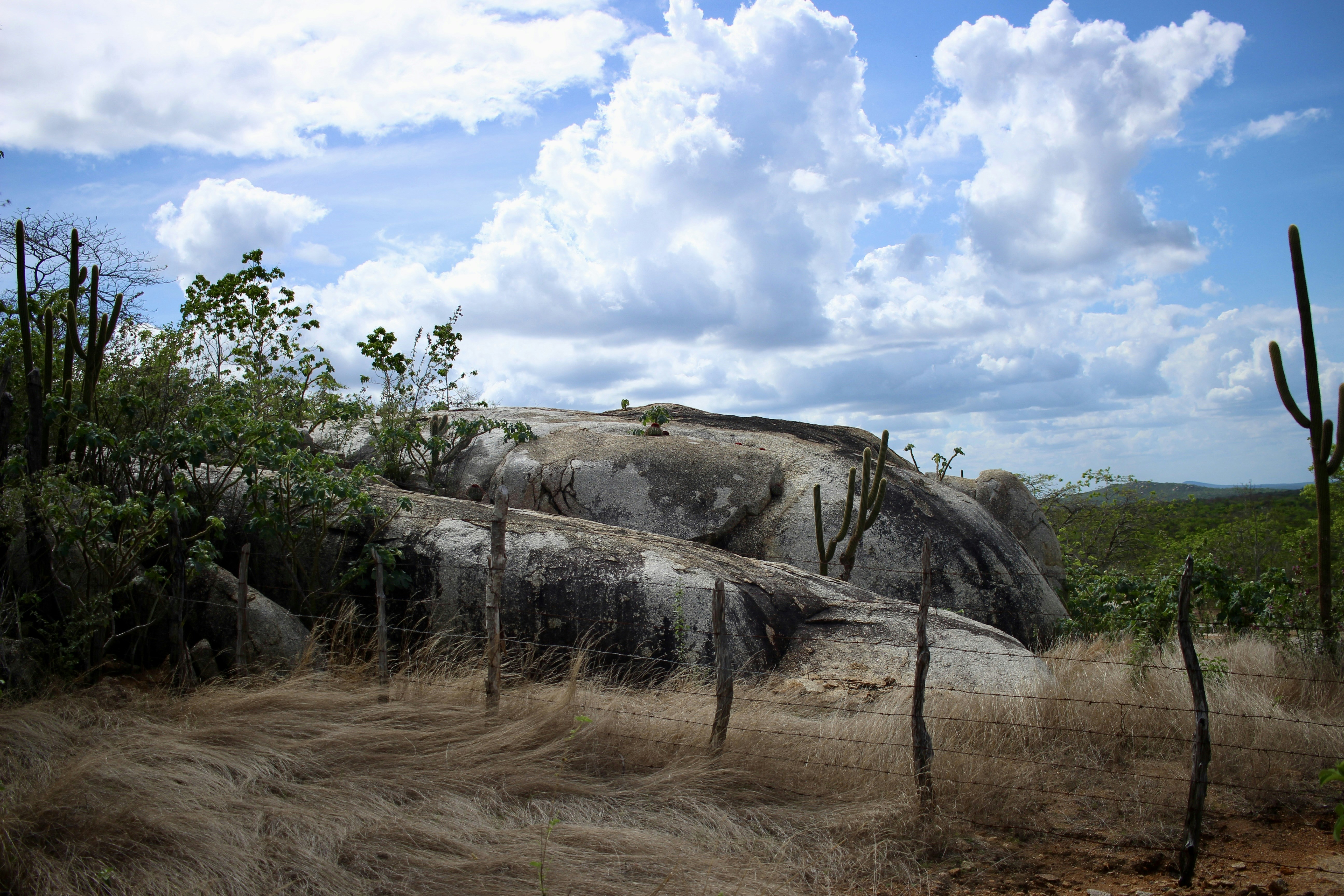 a rocky cliff with trees on the side