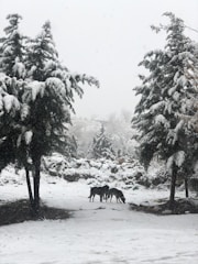 A serene landscape with Siberian Huskies playing in the snow.