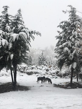 A serene landscape with Siberian Huskies playing in the snow.