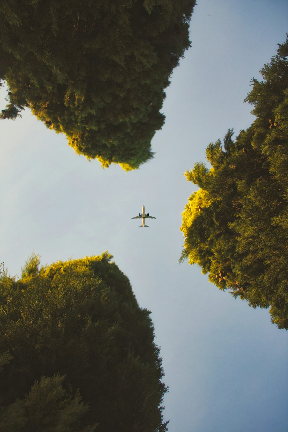 a plane flying over trees