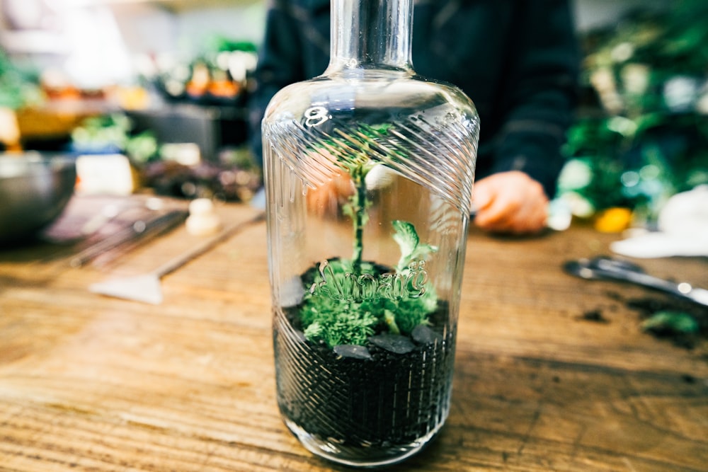 a plant in a glass bottle