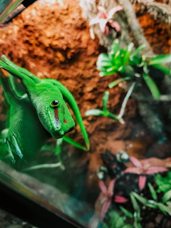 A sleek modern terrarium featuring a gecko perched near a small dish filled with mealworms.