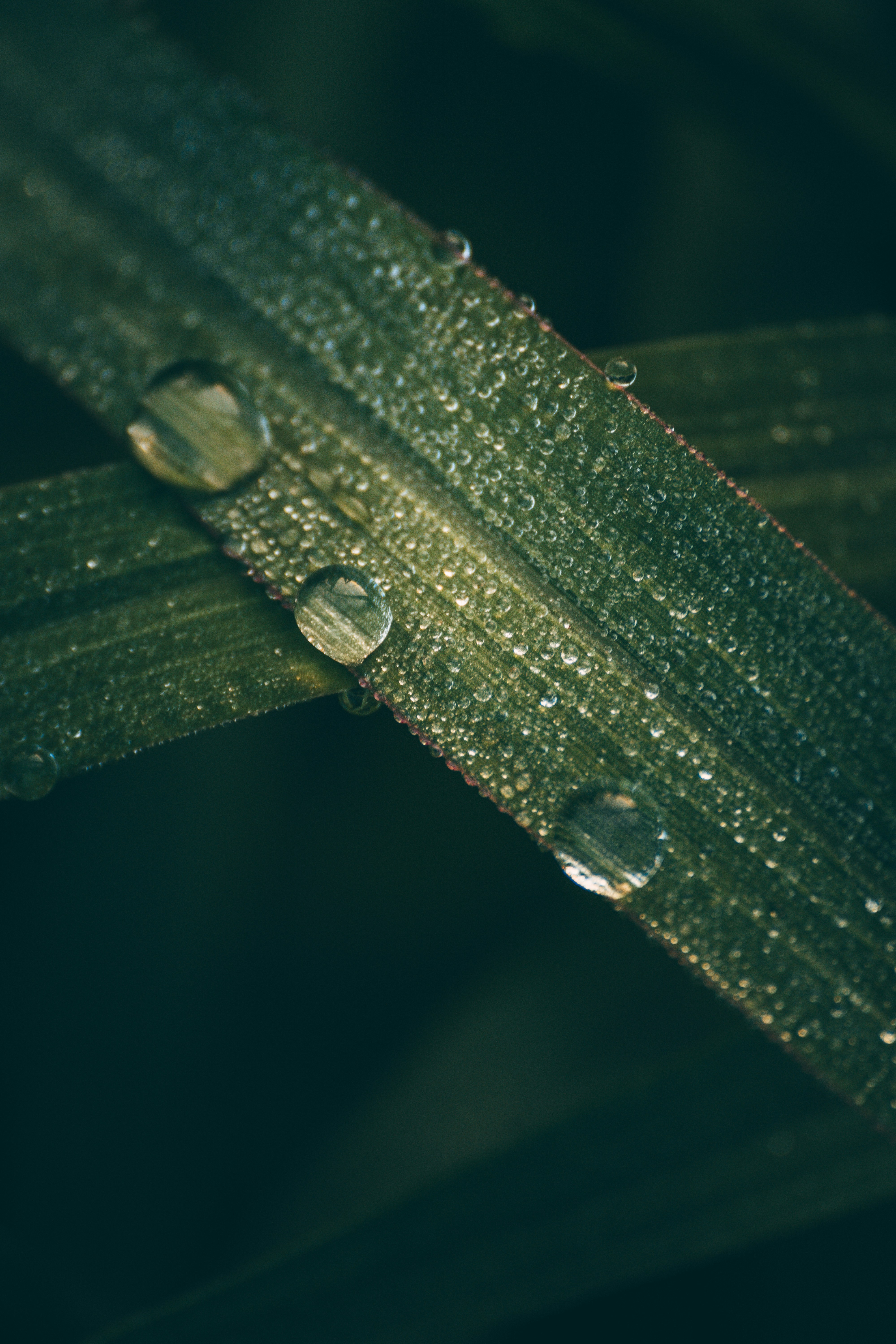 Photo by palibrix