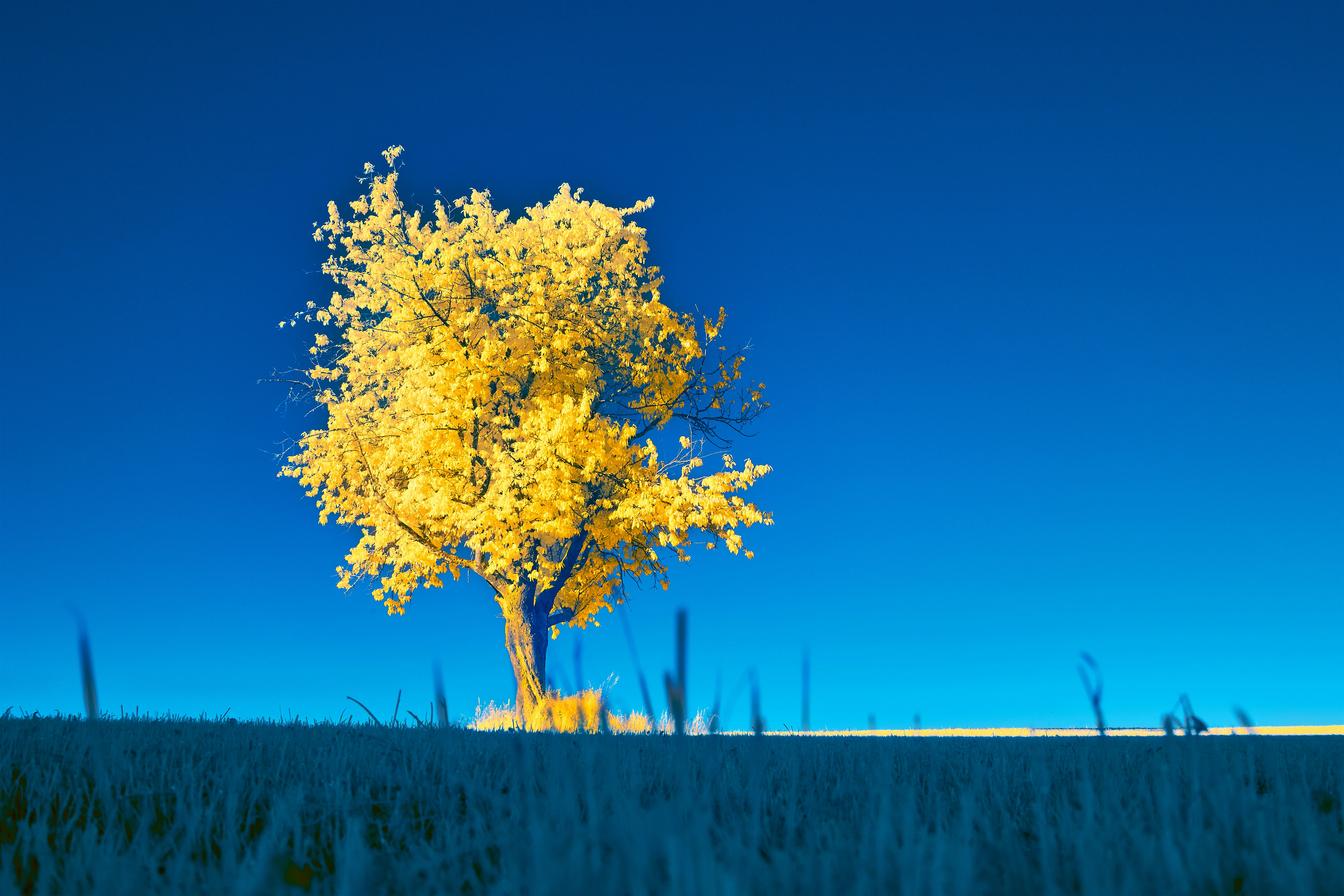 Photo by wolfgang_hasselmann