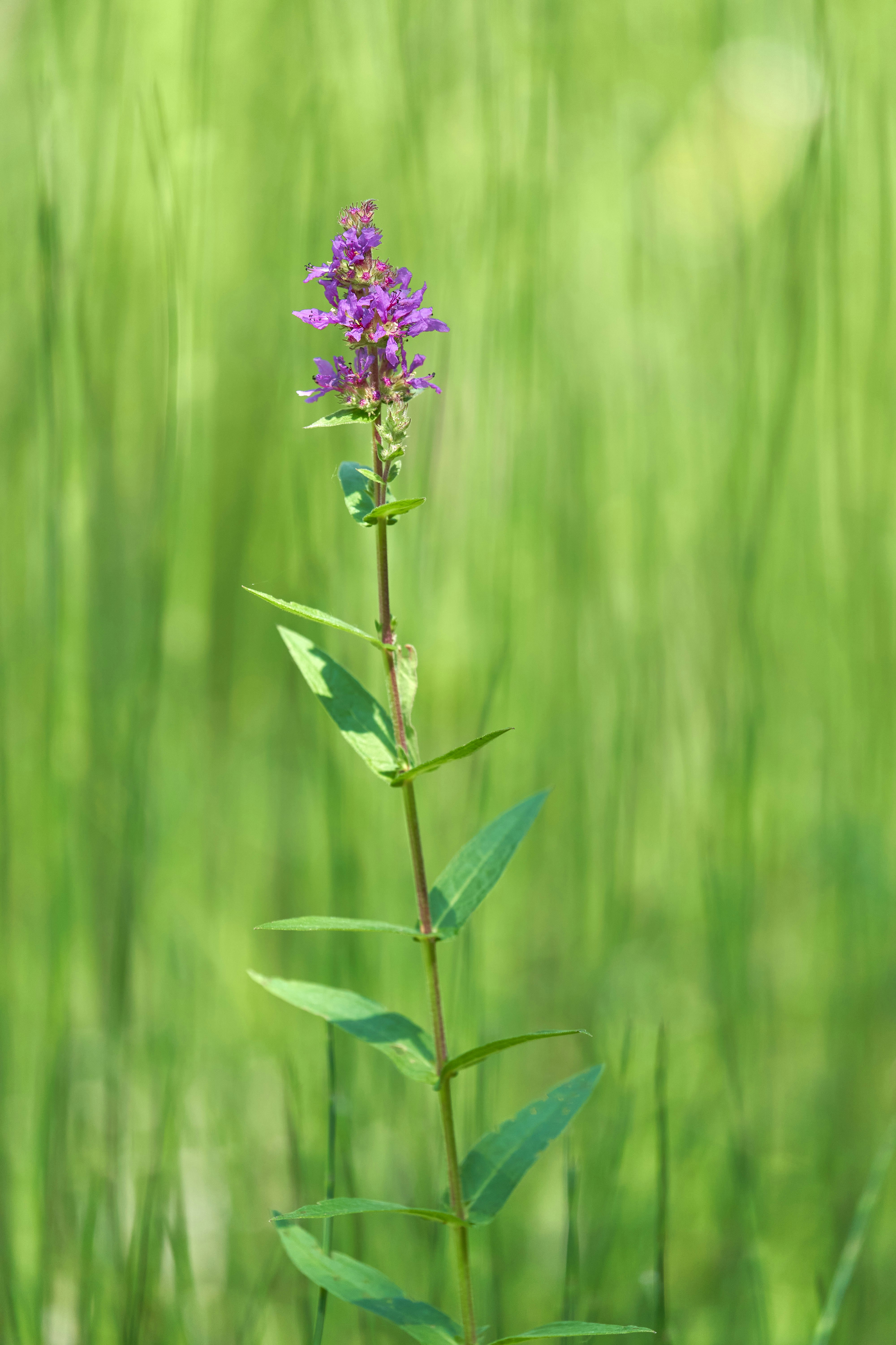 Photo by wolfgang_hasselmann