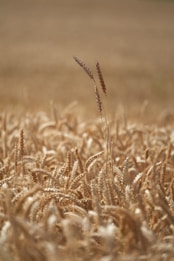 Golden wheat stalks sway gently in a vast field under soft lighting. The focus is on a few tall stalks prominently standing out against a blurred background, indicating depth within the landscape. The texture of the wheat and the intricate details of the kernels are visible, evoking a sense of natural beauty.