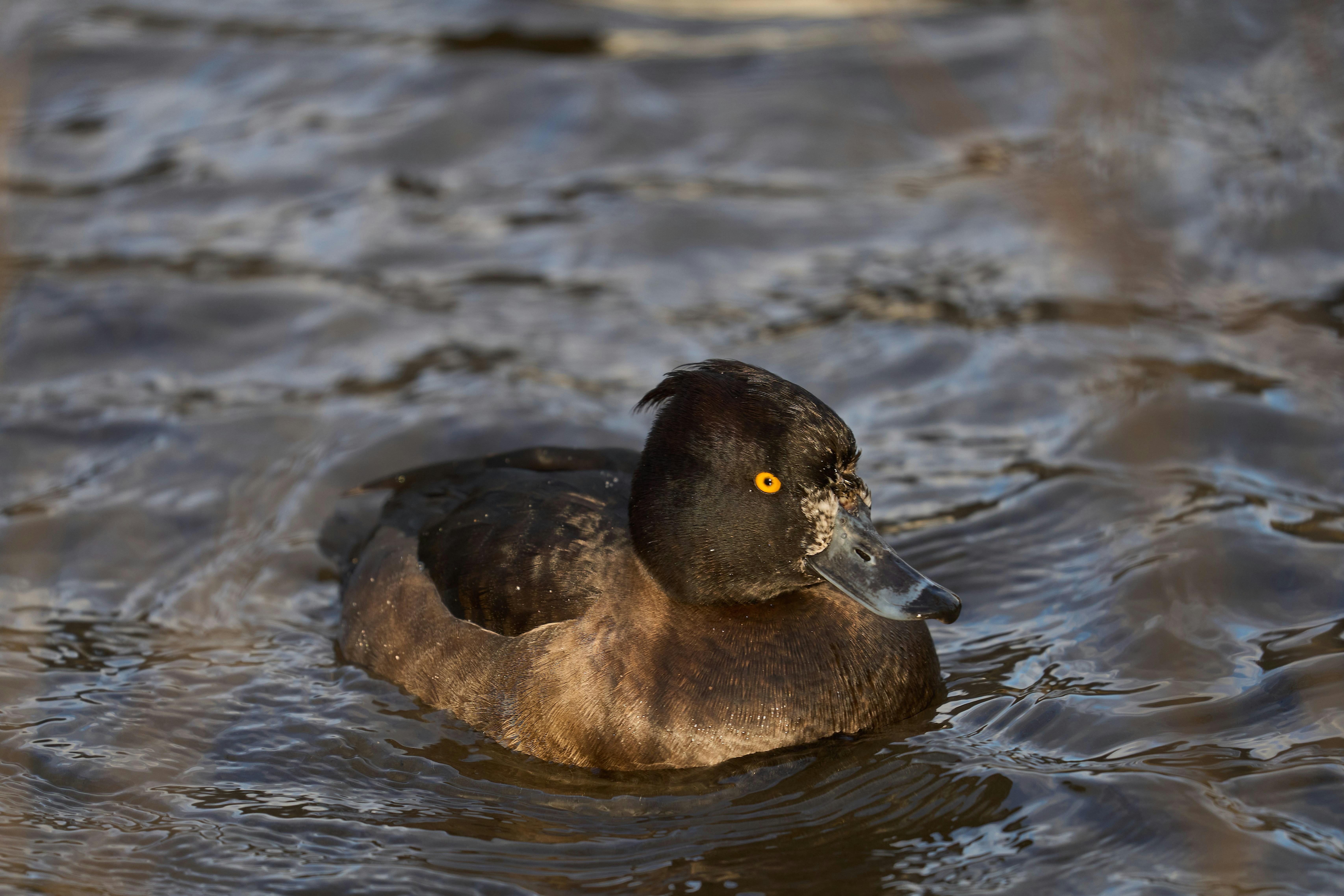 Photo by wolfgang_hasselmann