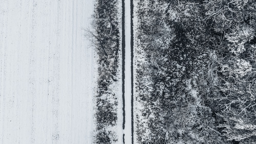 a black and white photo of a road with trees on the side