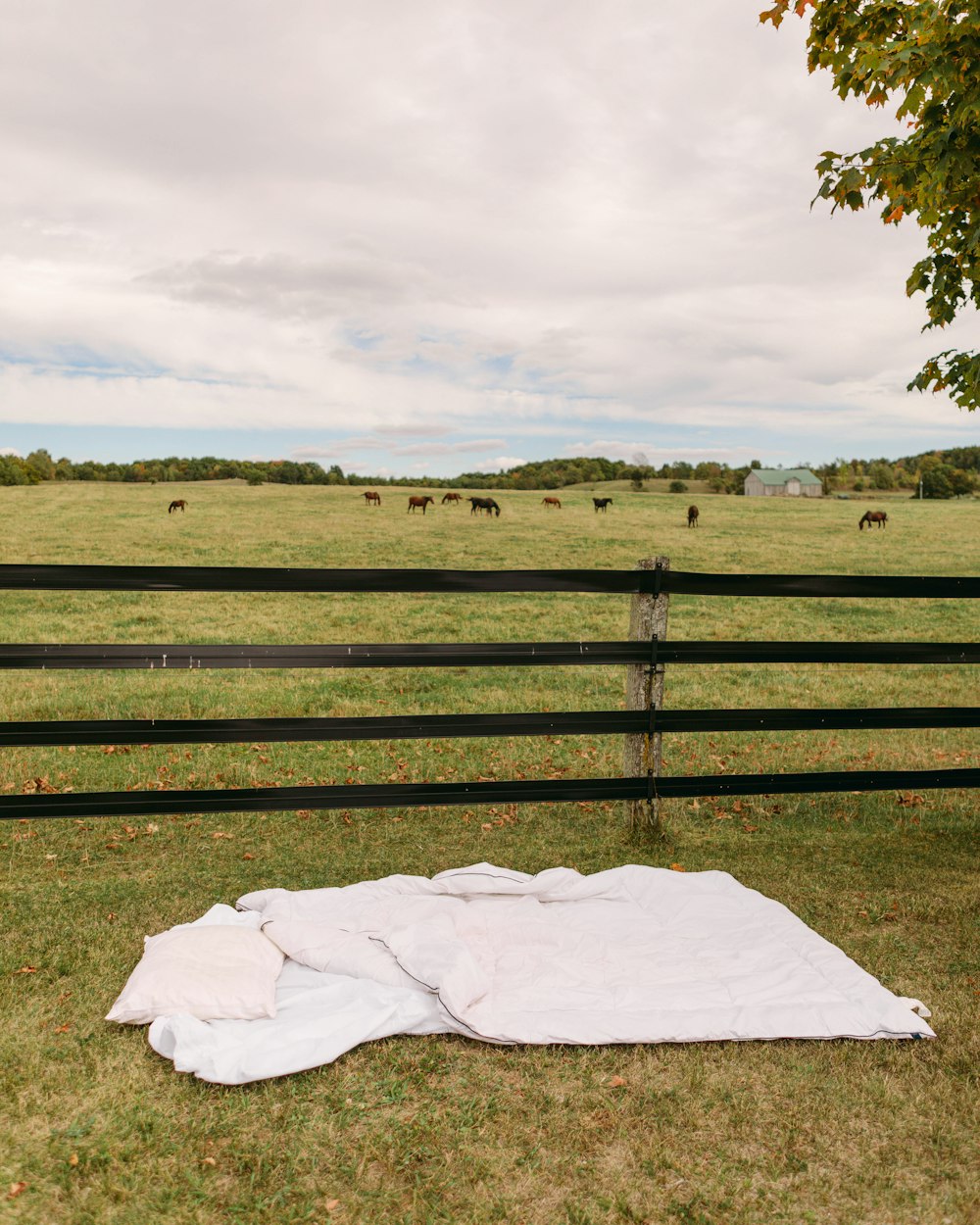 a group of animals stand in a grassy field