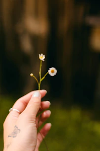 A soft-focus image of a woman’s hands gently holding a blooming wildflower in a sunlit garden.