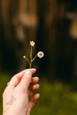 Close-up of a weathered hand holding a delicate wildflower in natural light.