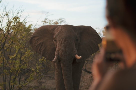 An elephant is standing in the foreground, facing the camera with its large ears spread wide. The background features sparse trees and shrubs, suggesting a natural, possibly African landscape. In the right foreground, a person is taking a photo, their silhouette blurred.