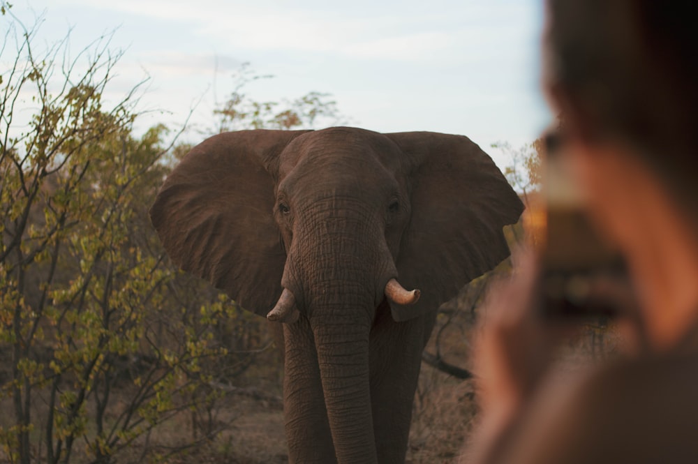 a person and an elephant