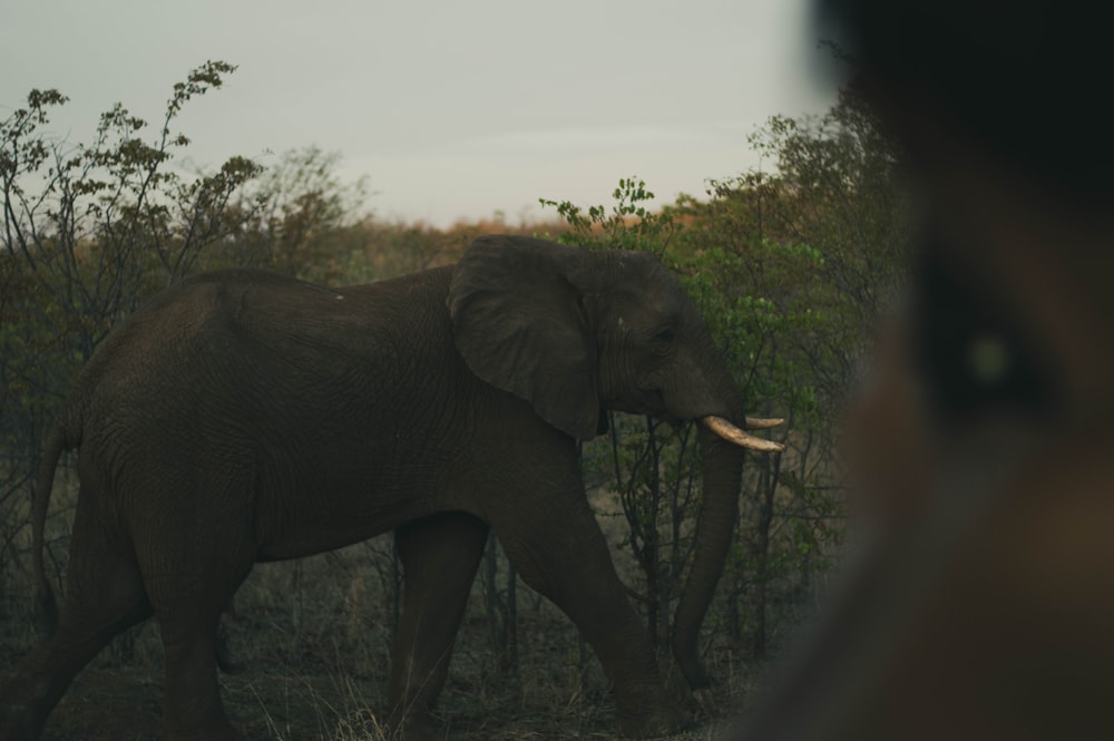 a couple of elephants stand near each other