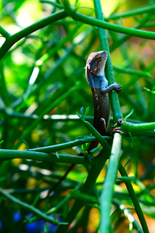 a lizard on a branch