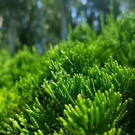 Vibrant green foliage with sharp focus on the tips of a dense bush or plant. The background is blurred, creating a depth of field effect that emphasizes the texture and lushness of the branches.