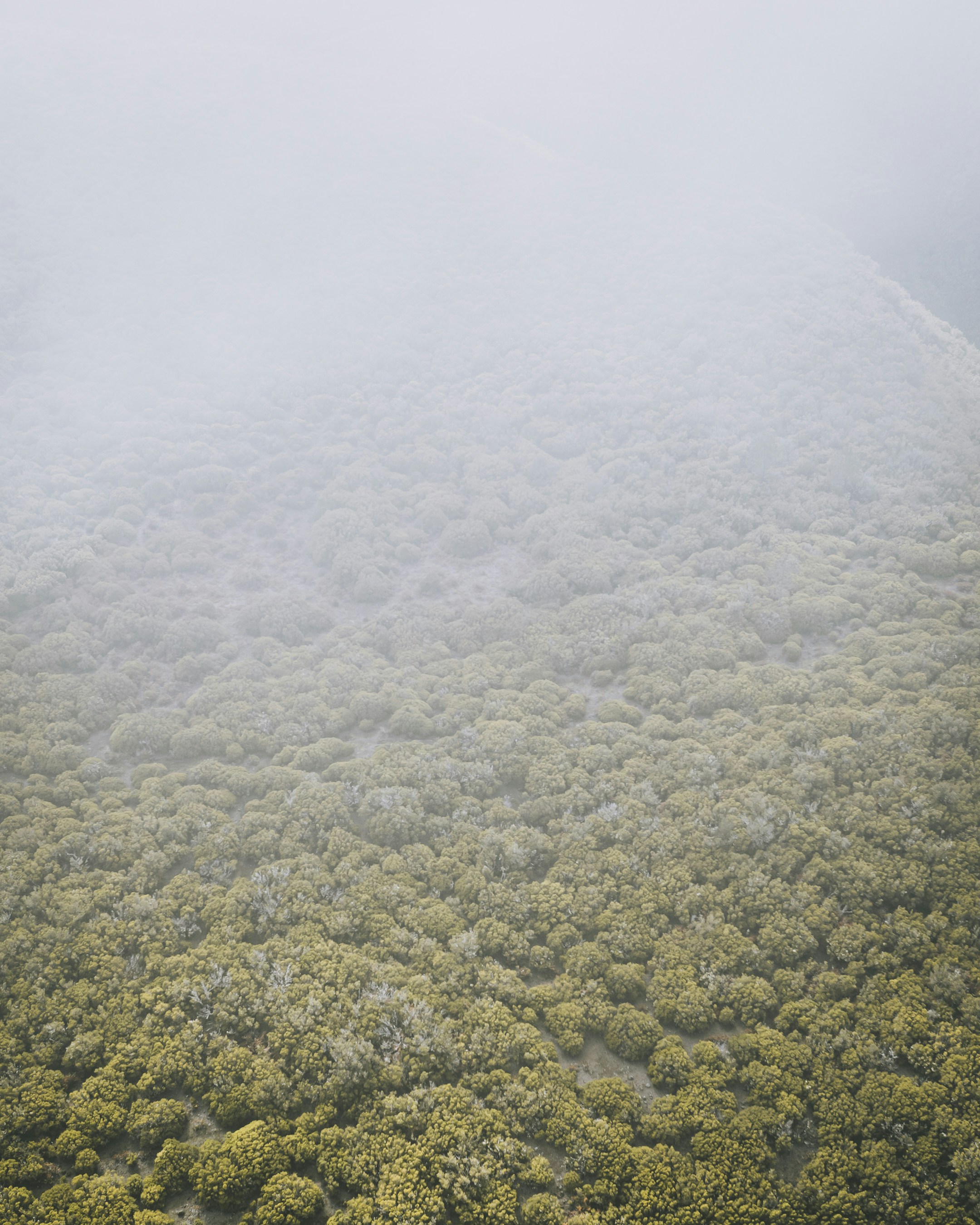A view of a forest photo – Free Moody Image on Unsplash