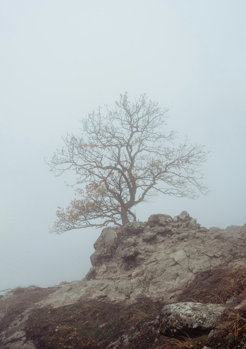 a tree on a rocky hill